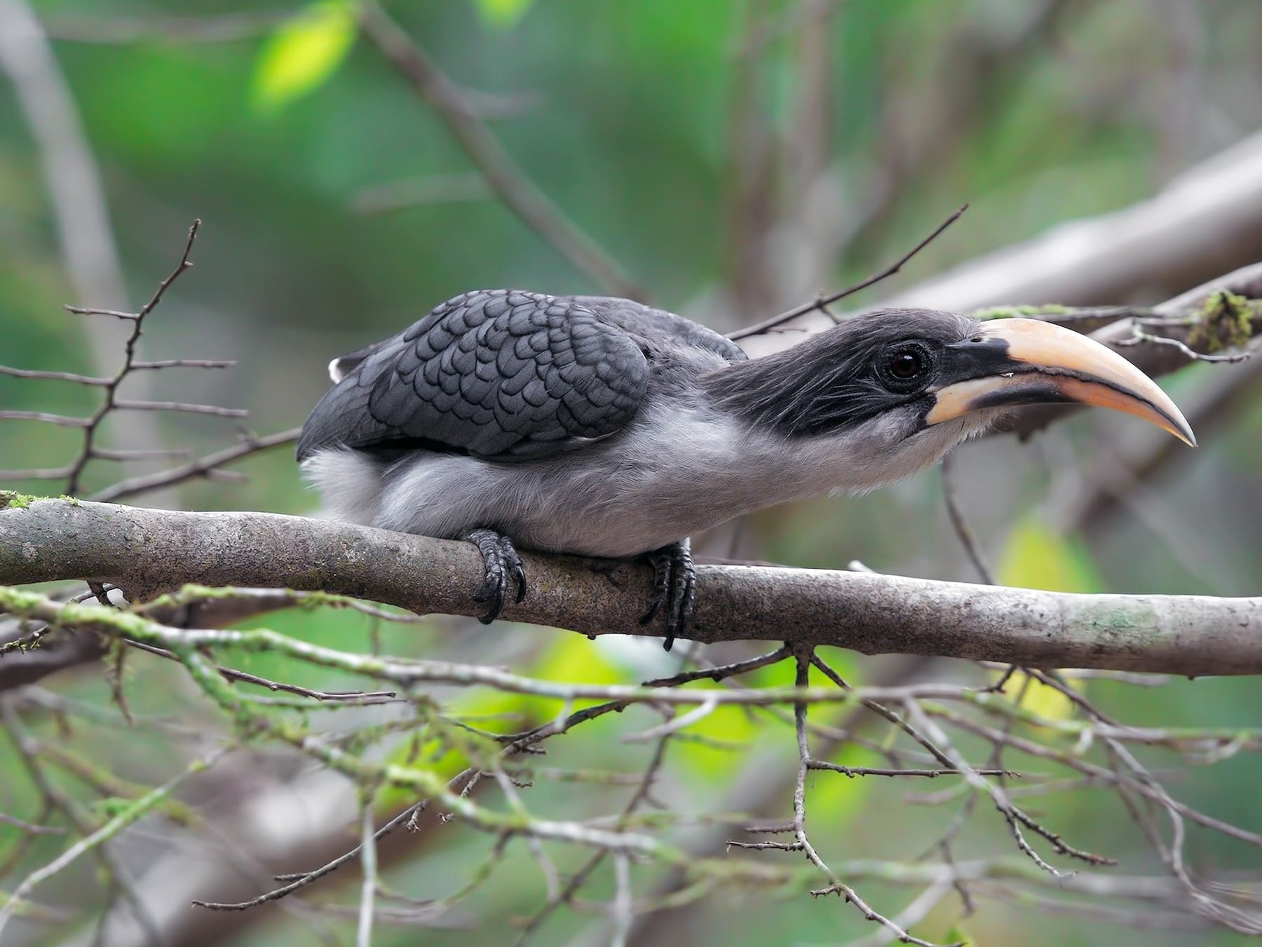 Grey Hornbill 