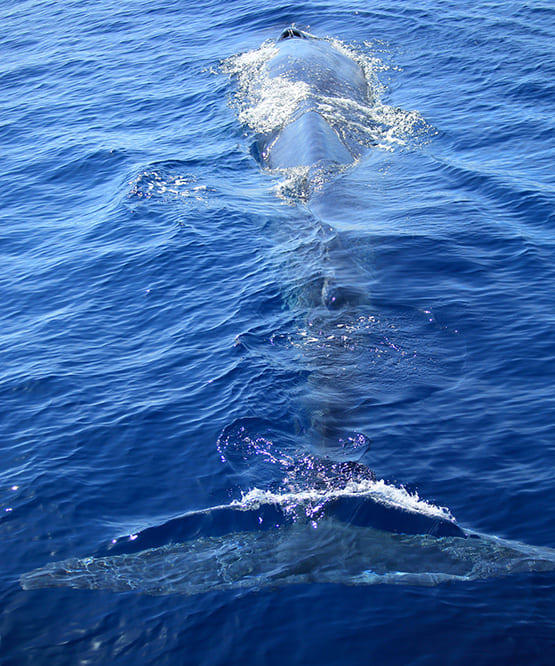 Whale