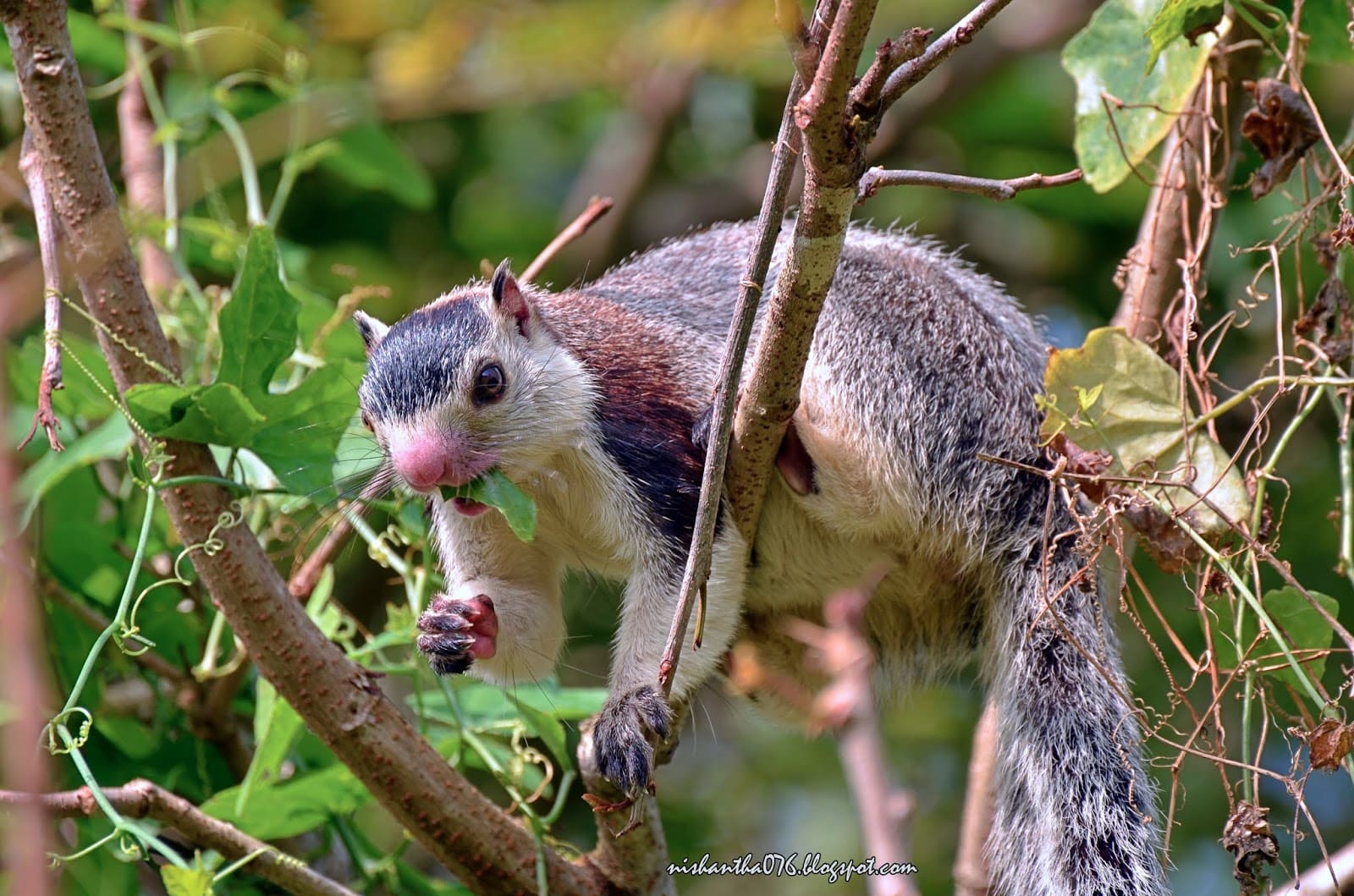Giant Squrrel