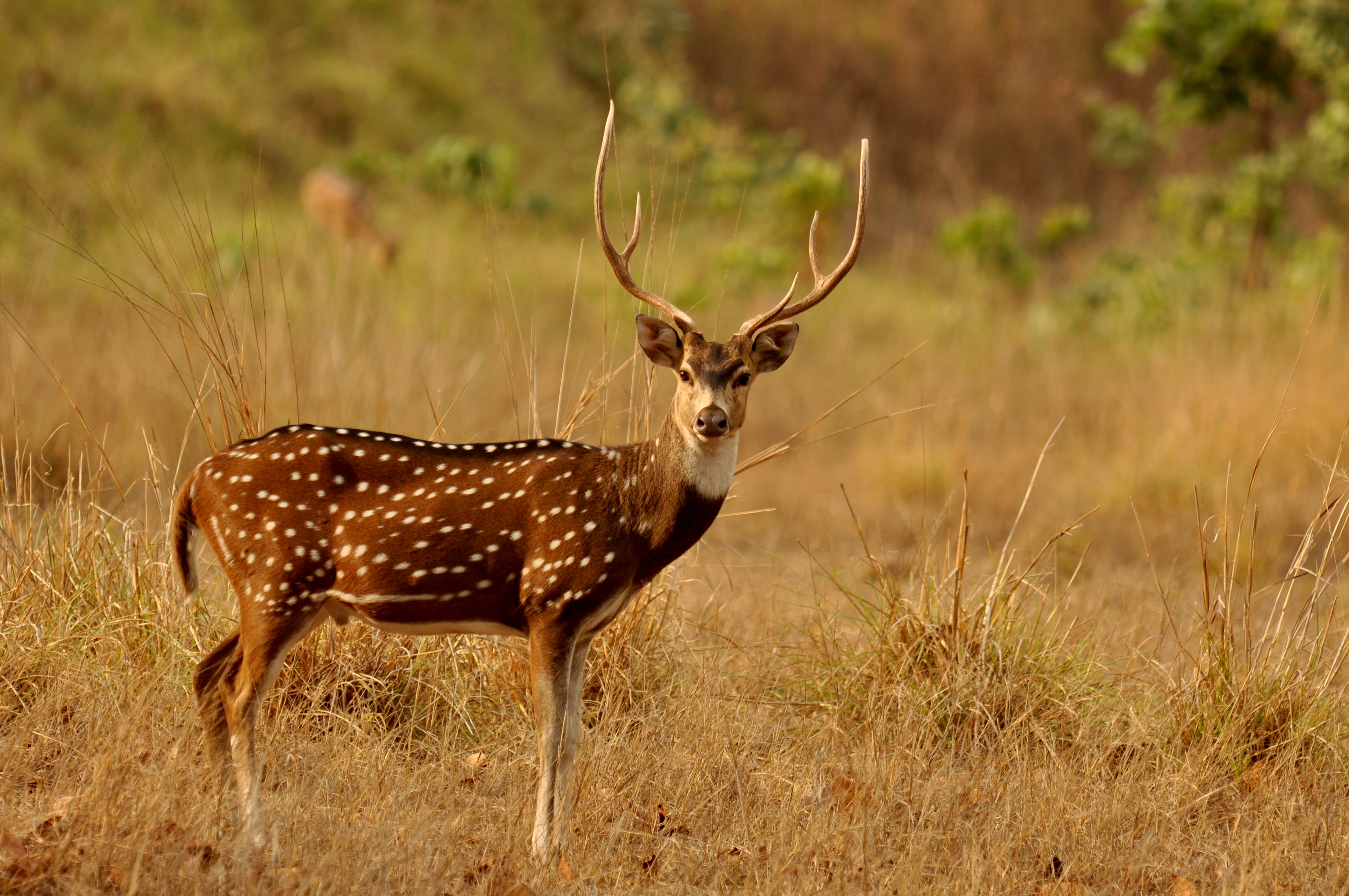 Spotted Deer
