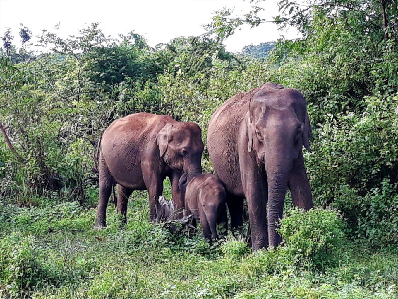 Wild Elephants