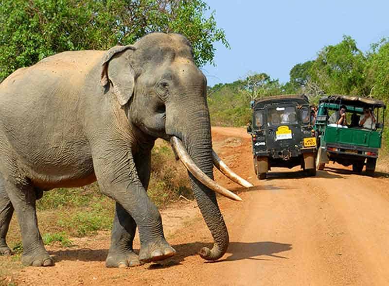 Elephant