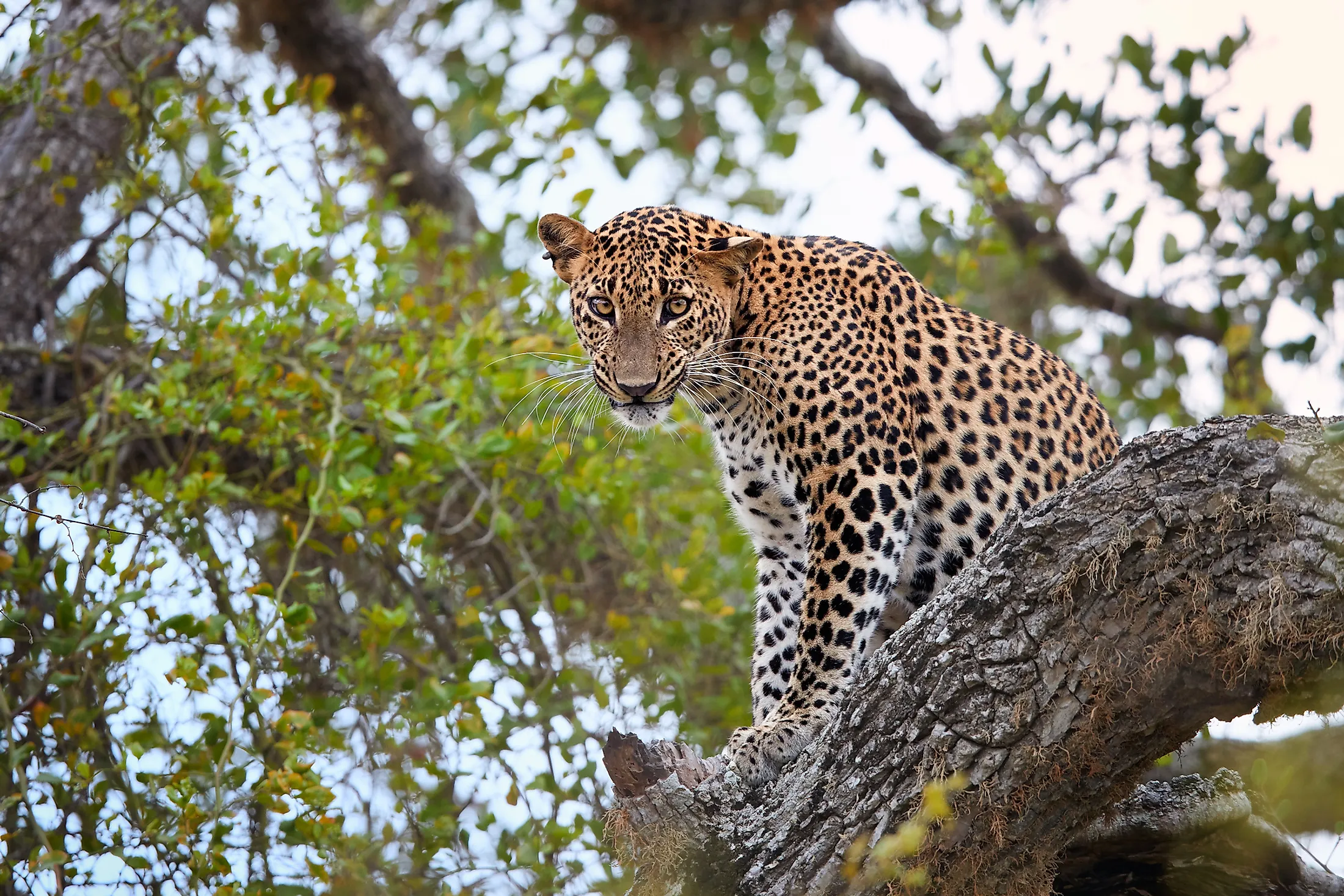 Leopard