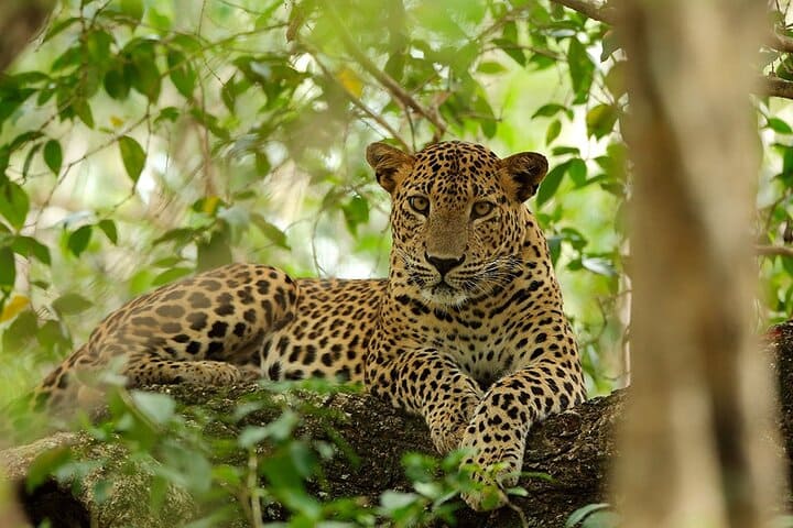 Leopard