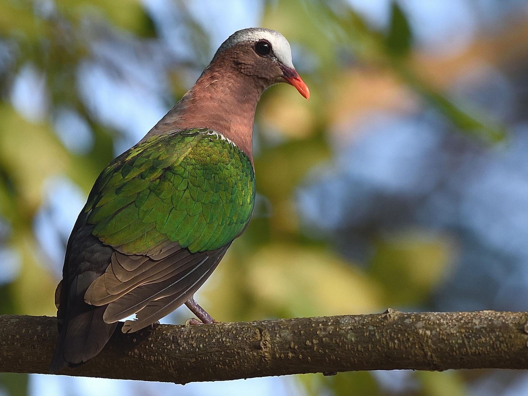 Asian Emerald Dove