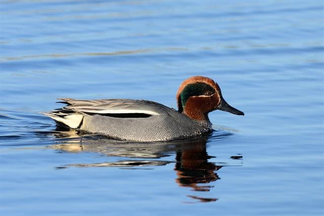 Green Winged Teal
