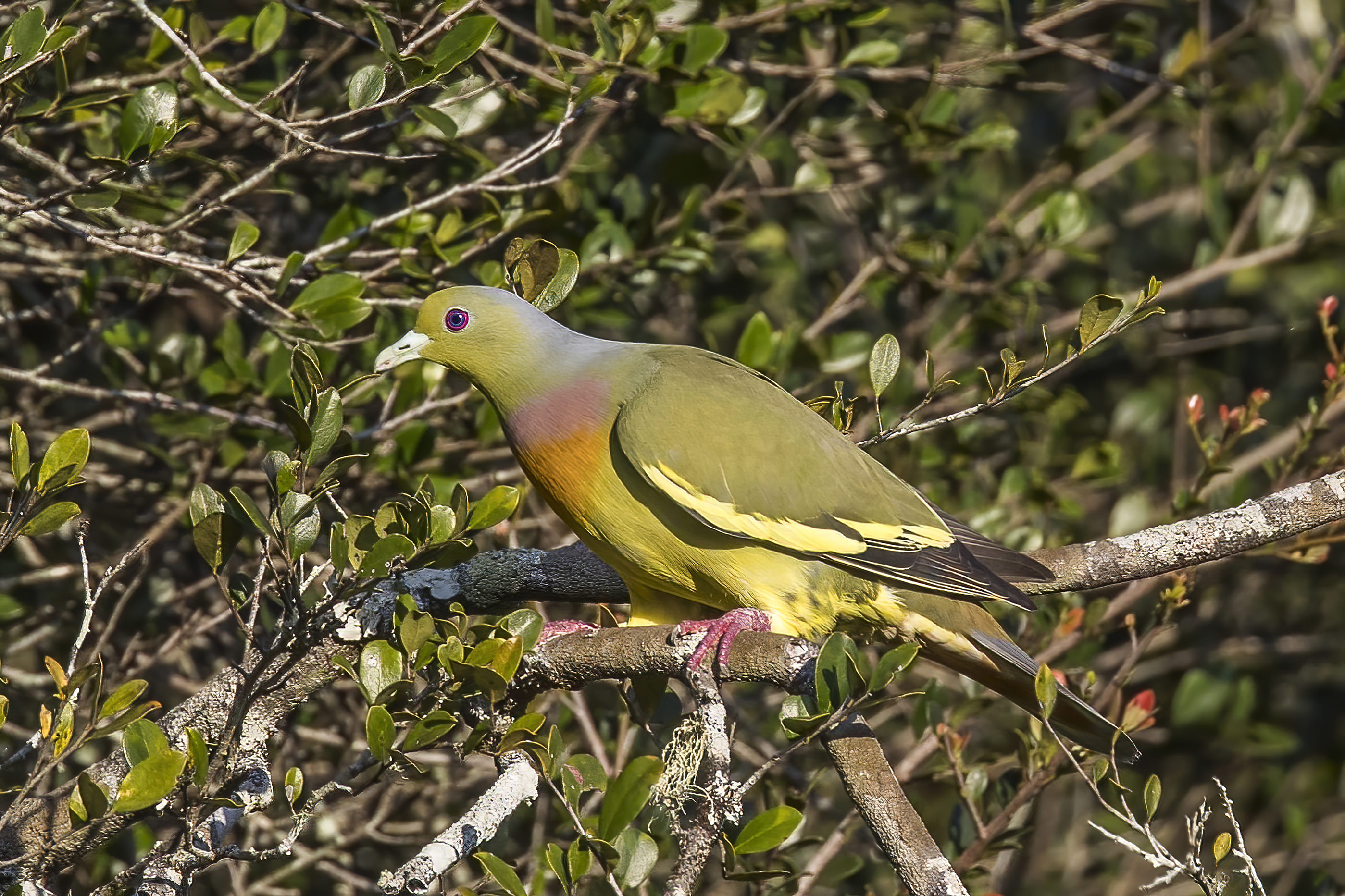Orange-breasted Green Pigeon
