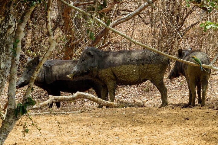 Wild Boar