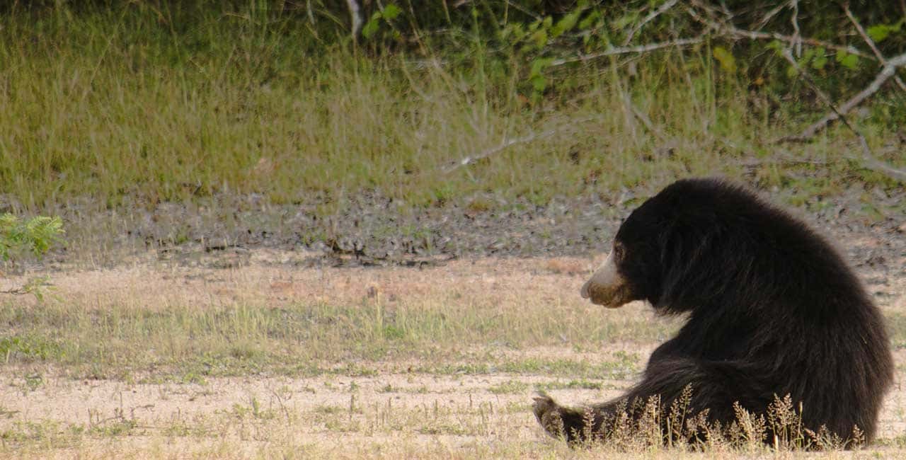 Bear