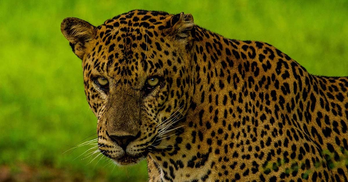 Leopards