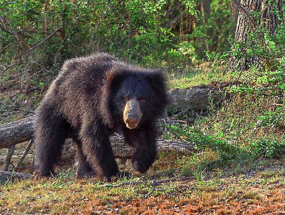 Sloth Bear