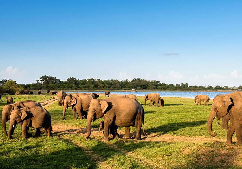 Wild Elephants