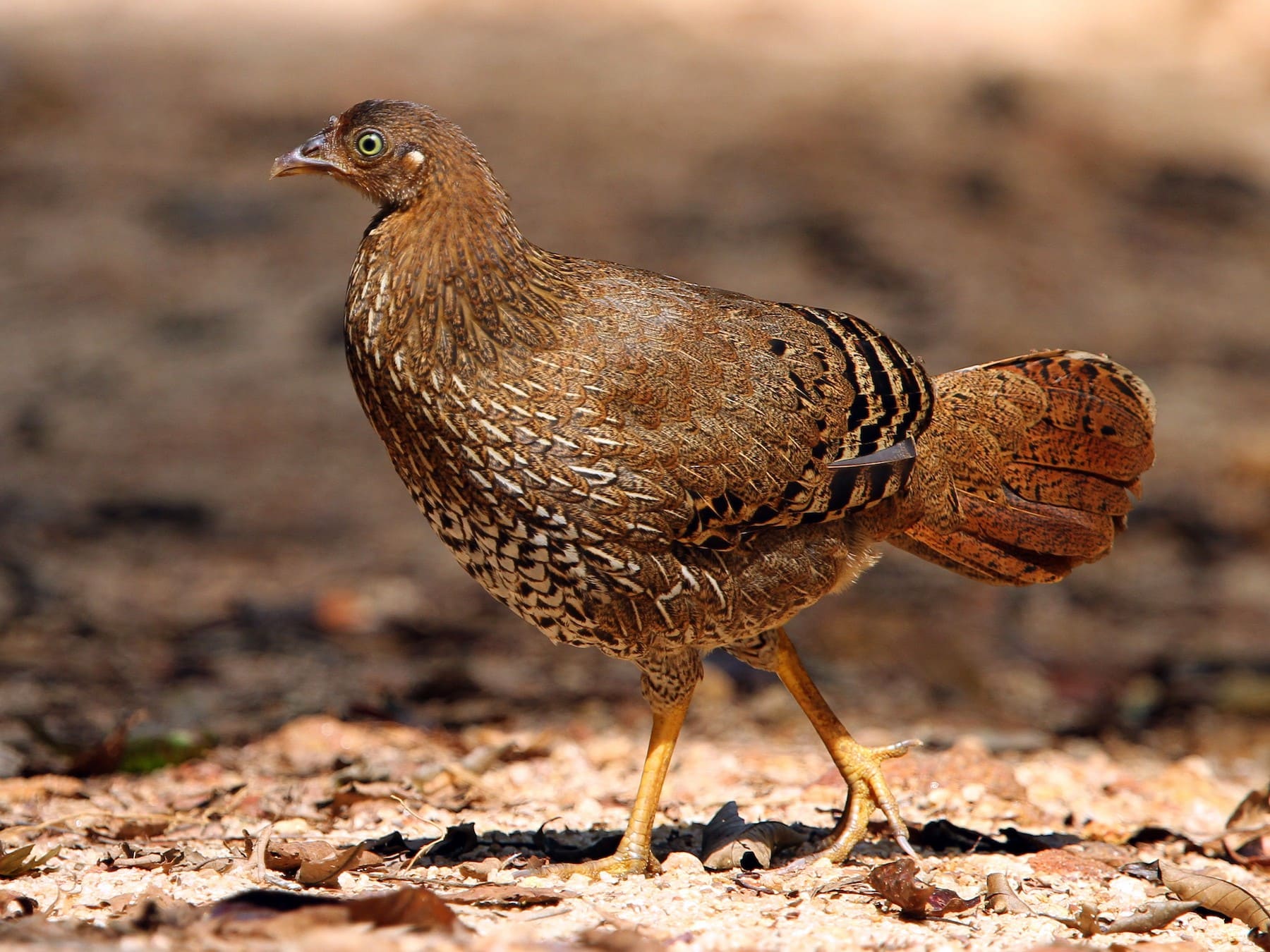 Jungle Fowl