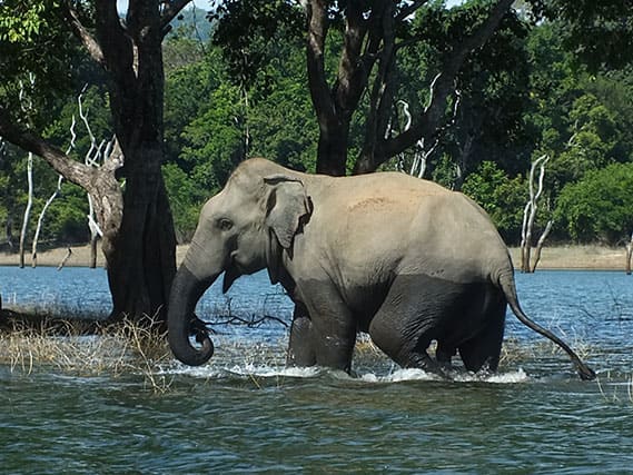 Elephant