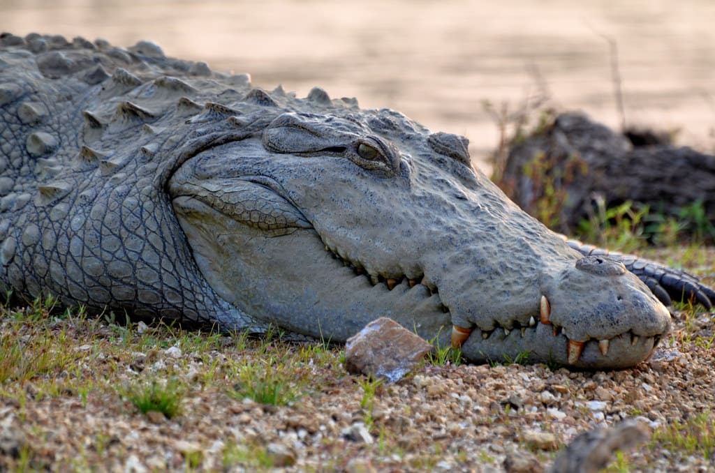 Mugger Crocodiles