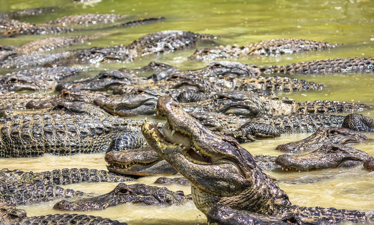 Crocodile Tank Panama