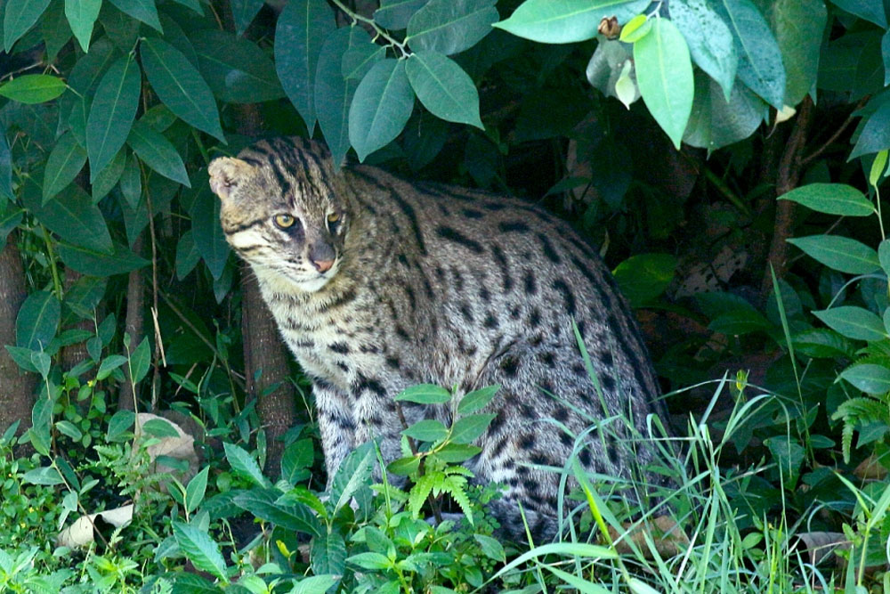 Big Cat
