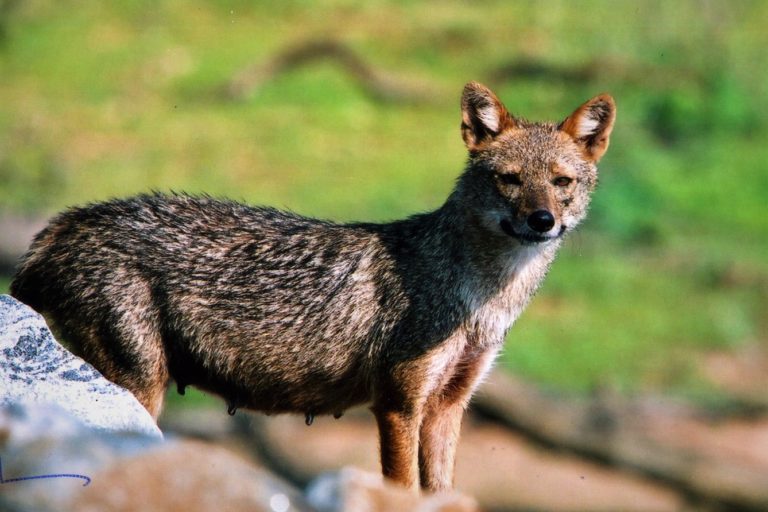 Jackal