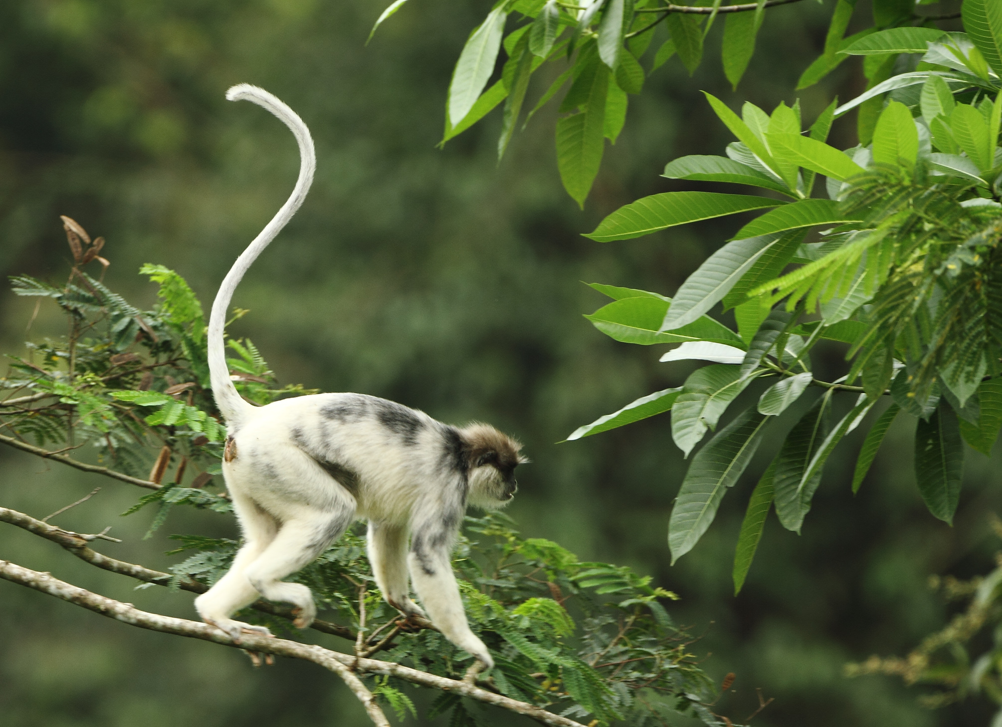 Monkey