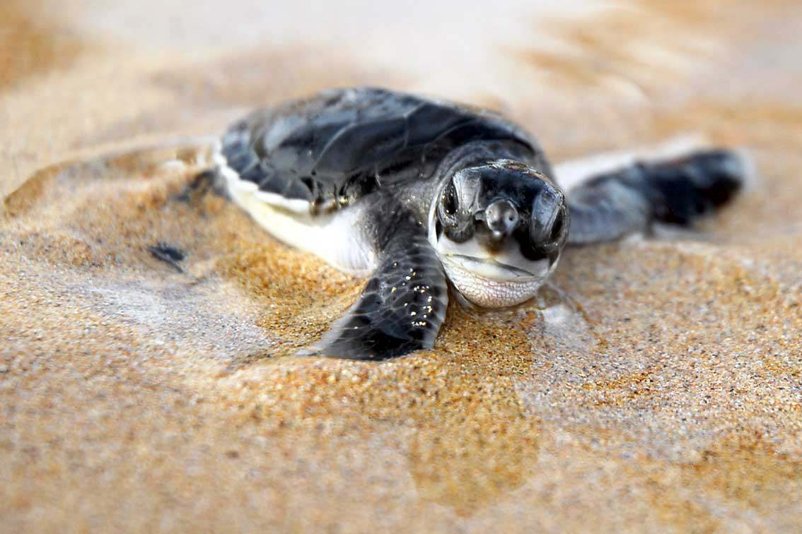 Turtles in Rekawa