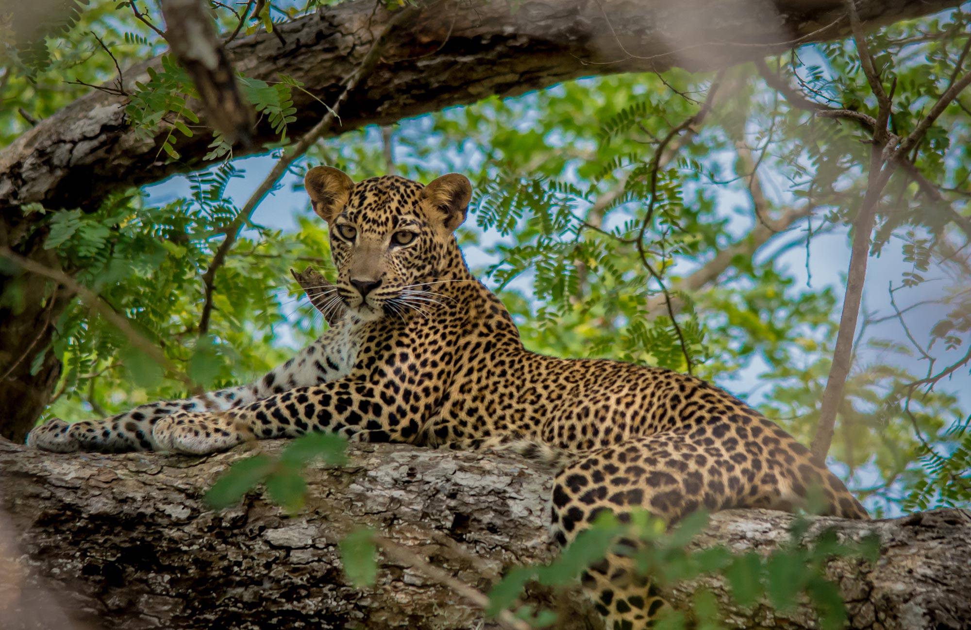 Leopard