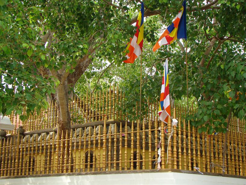 Sri Maha Bodiya