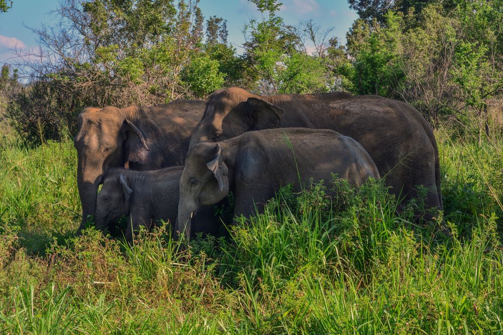 Elephants