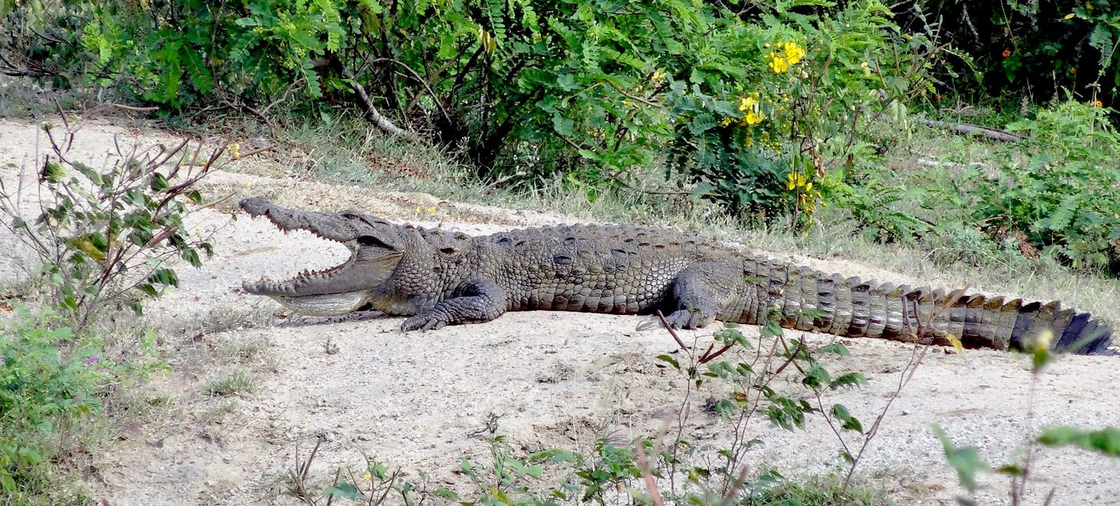 Crocodile 