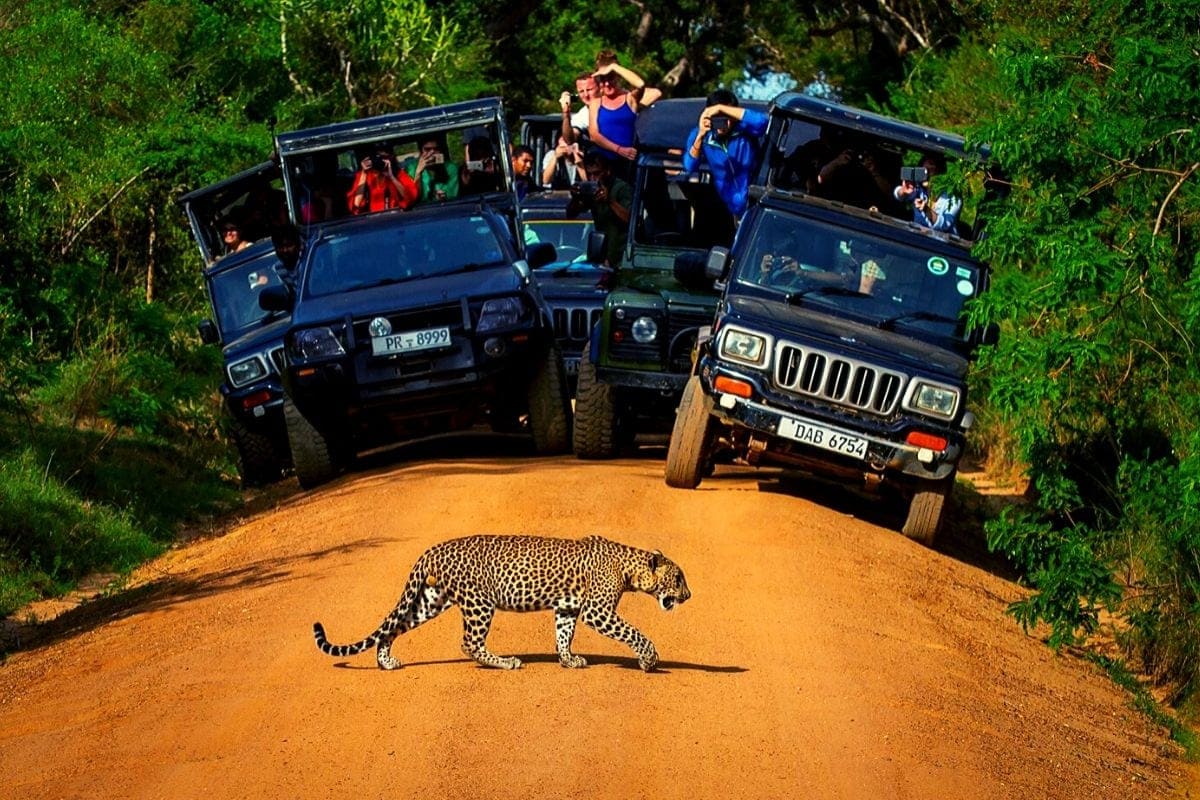 Leopard Sighting