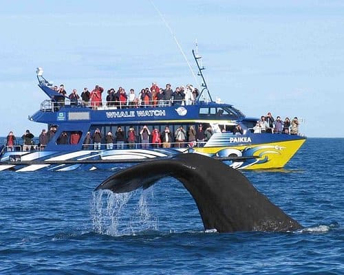 Whale Watching