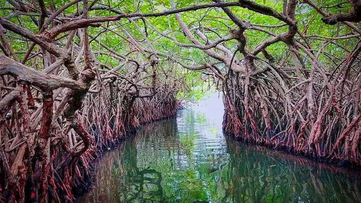 Madu River Mongroves