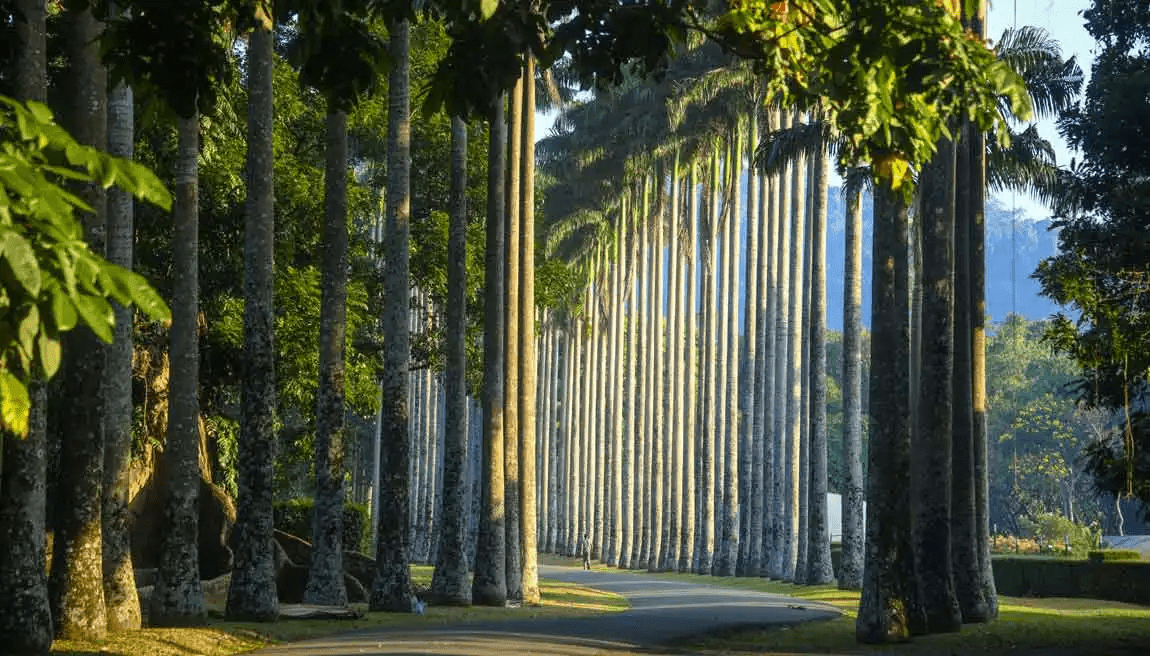 Peradeniya Botanical Garden