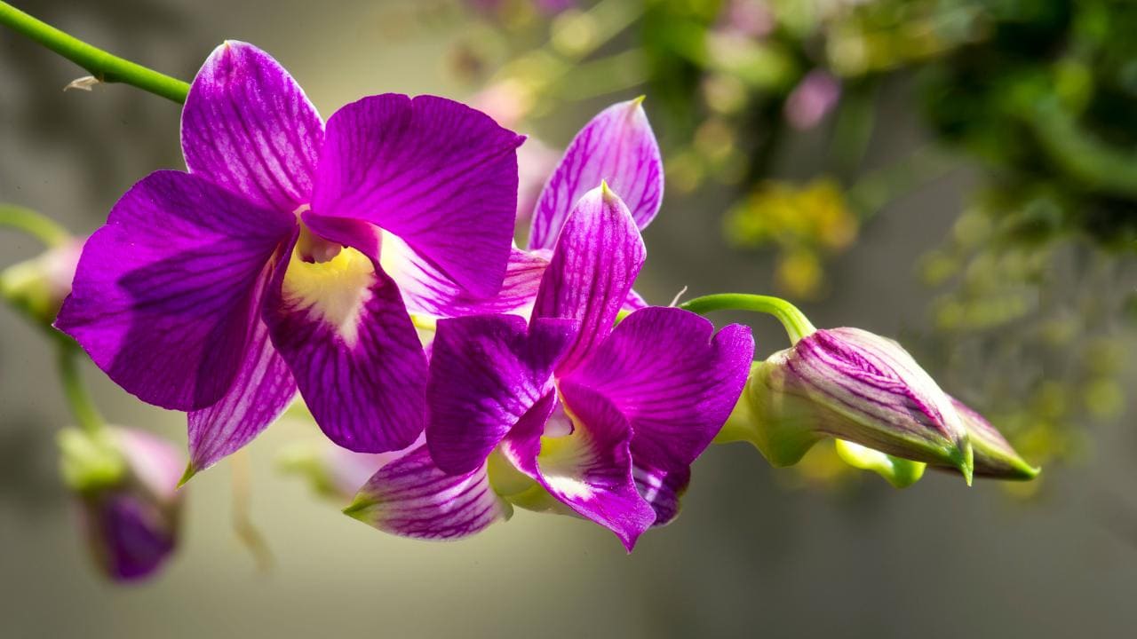Orchids