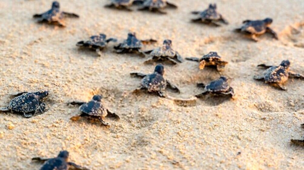 Turtle Farm and Hatchery