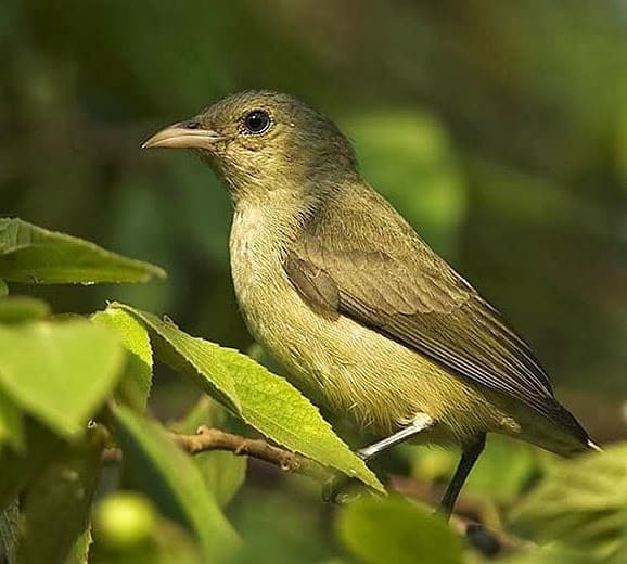 Pale-Billed Flowerpecker 