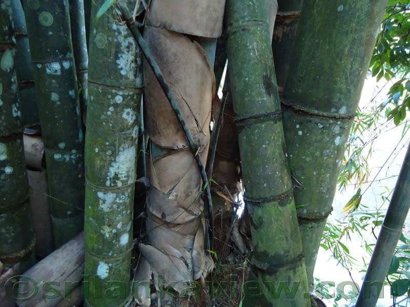 Bamboo Trees