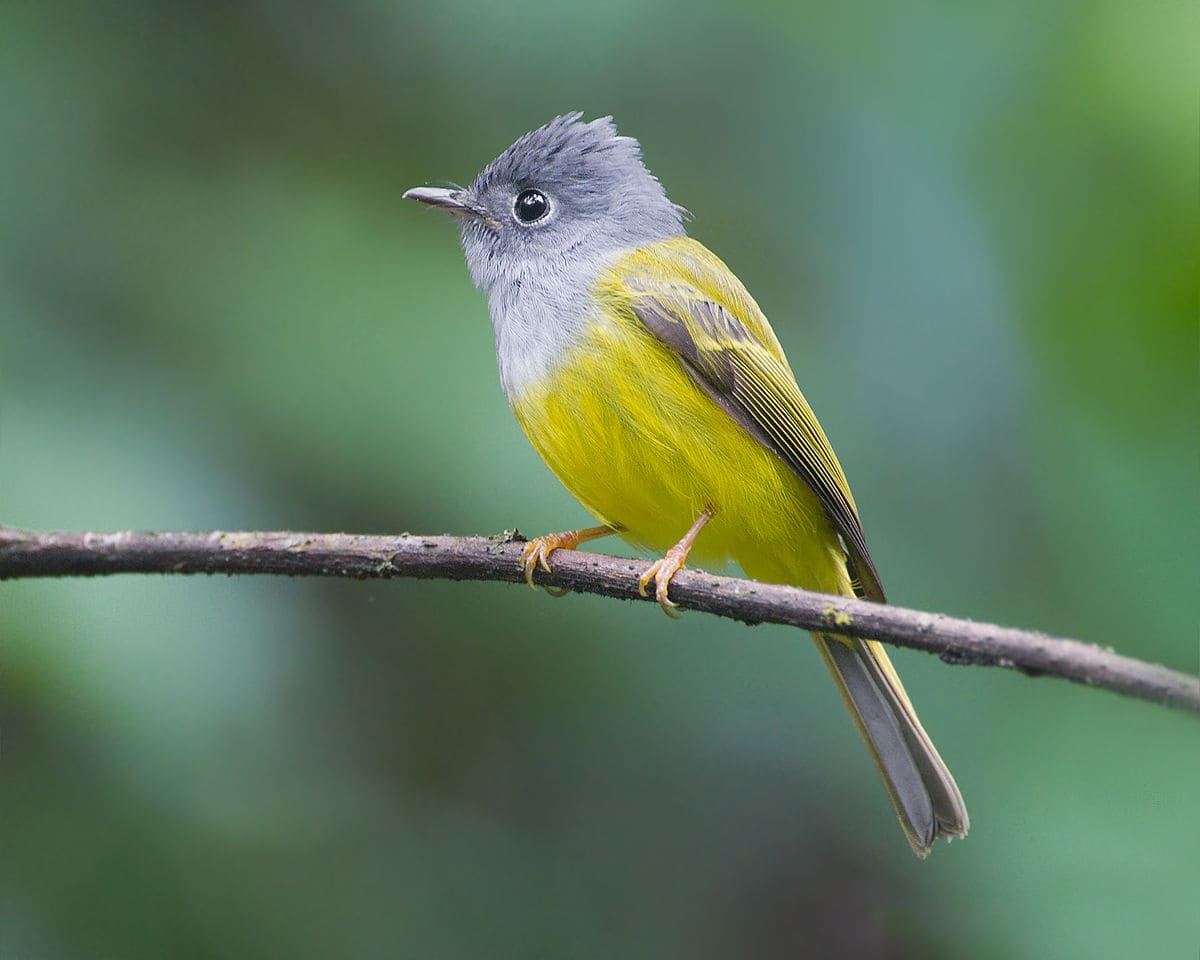 Grey-Headed Flycatchers