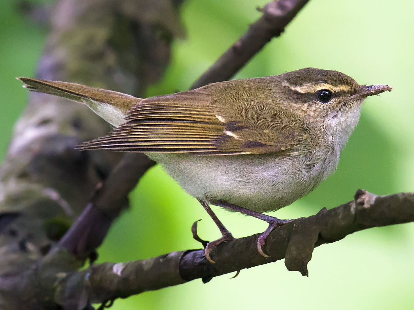Large-Billed Leaf-Warbler