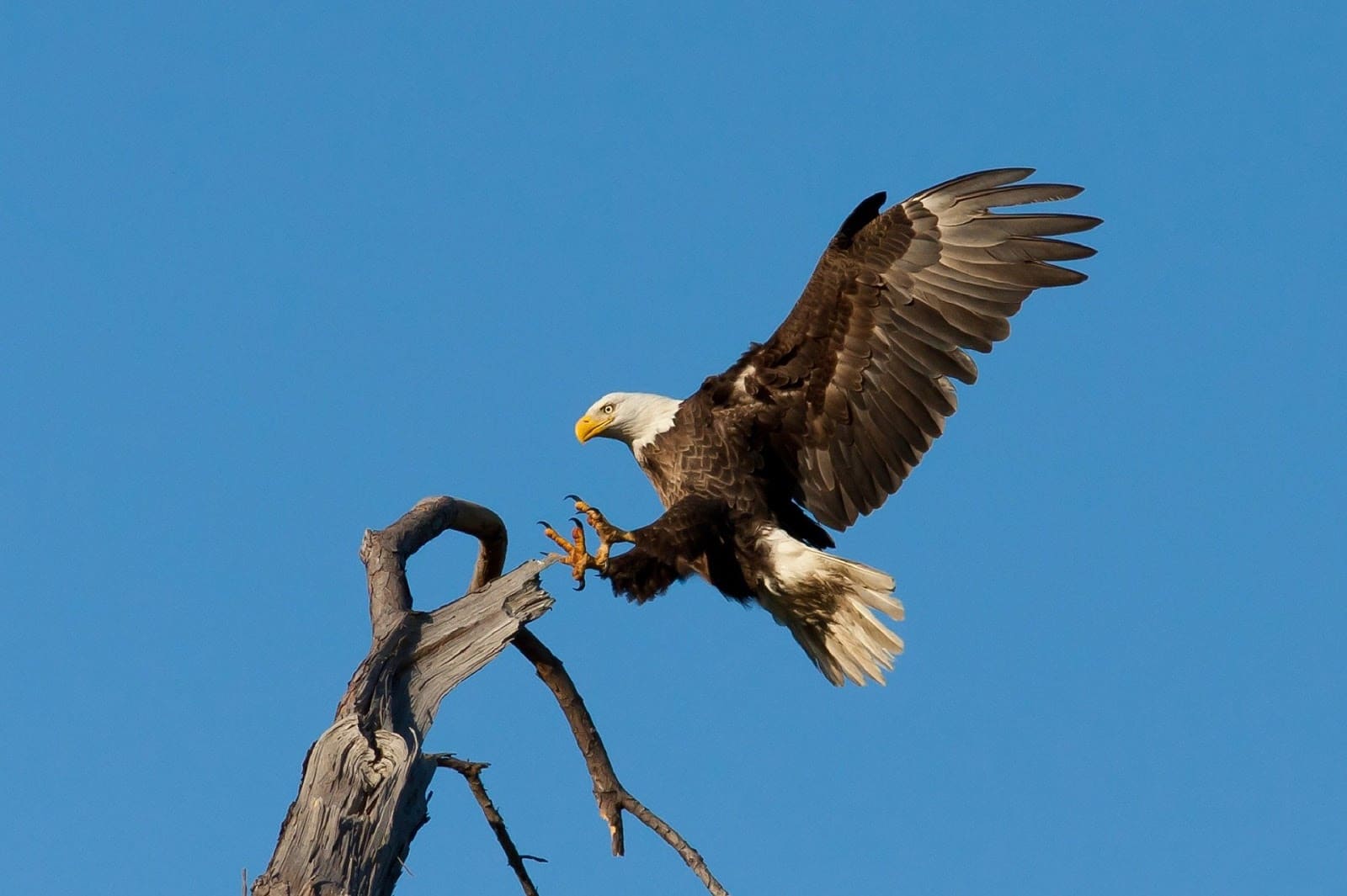 Eagle