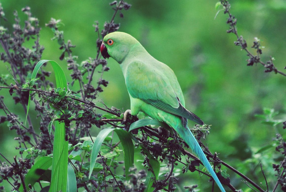 Udawalawe Wildlife Sanctuary Parrot