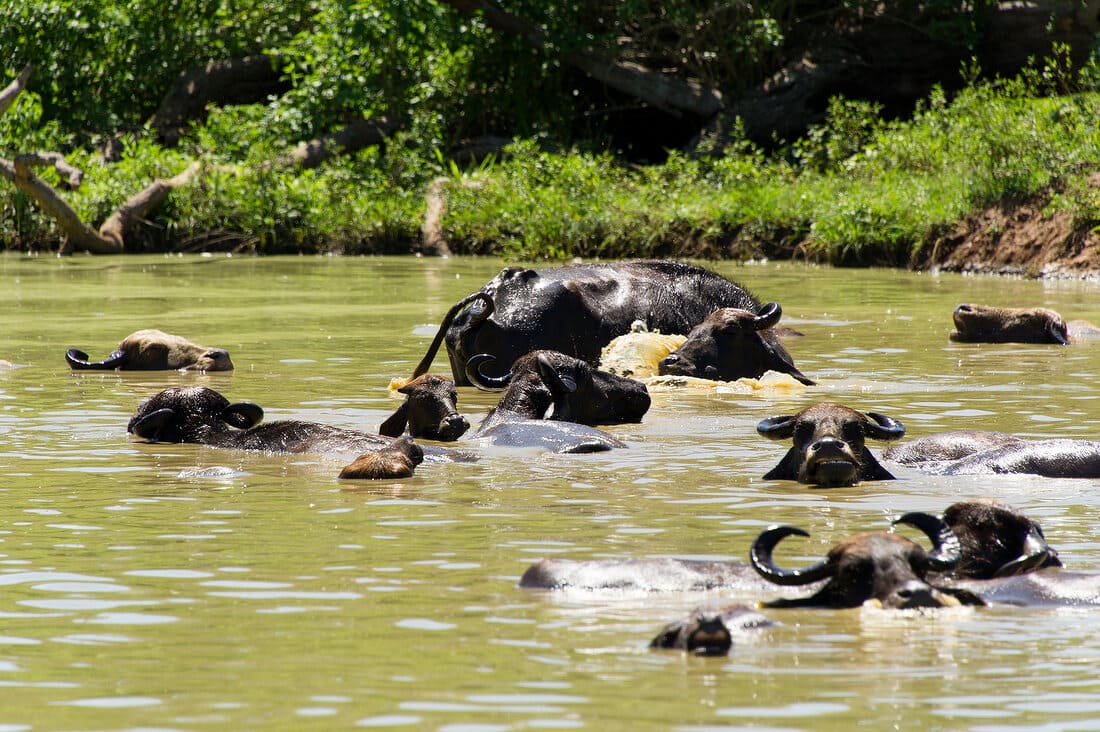 Water Buffaloes