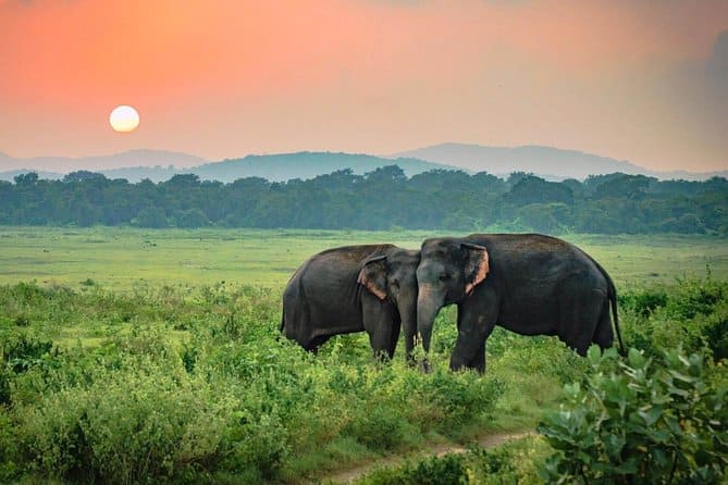 Wild Elephants Udawalawe