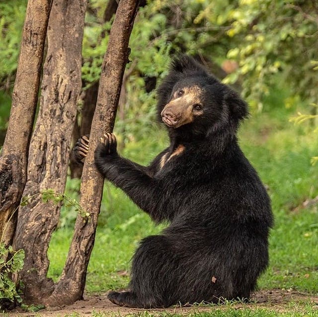 Bear