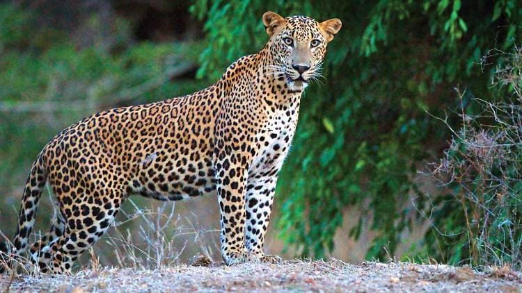 Leopard