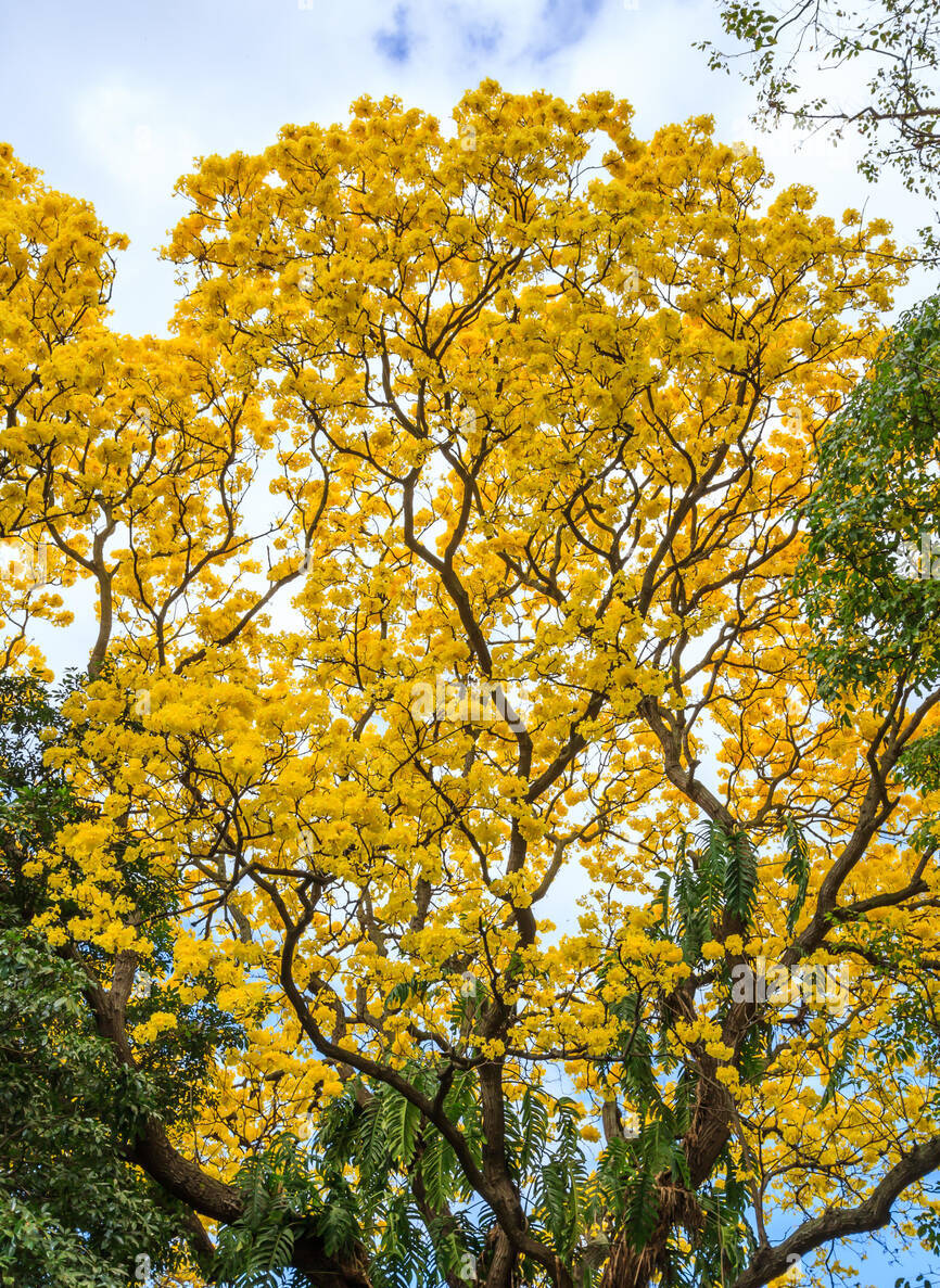 Ehala Tree