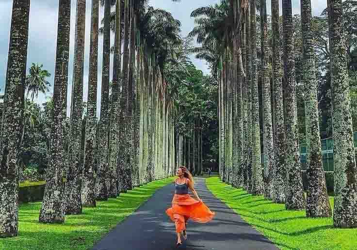 Palm Trees