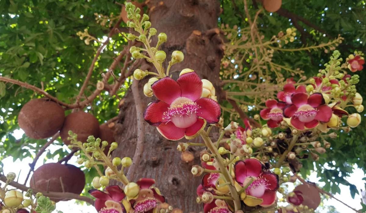 Sal Flower(Shorea Robusta)