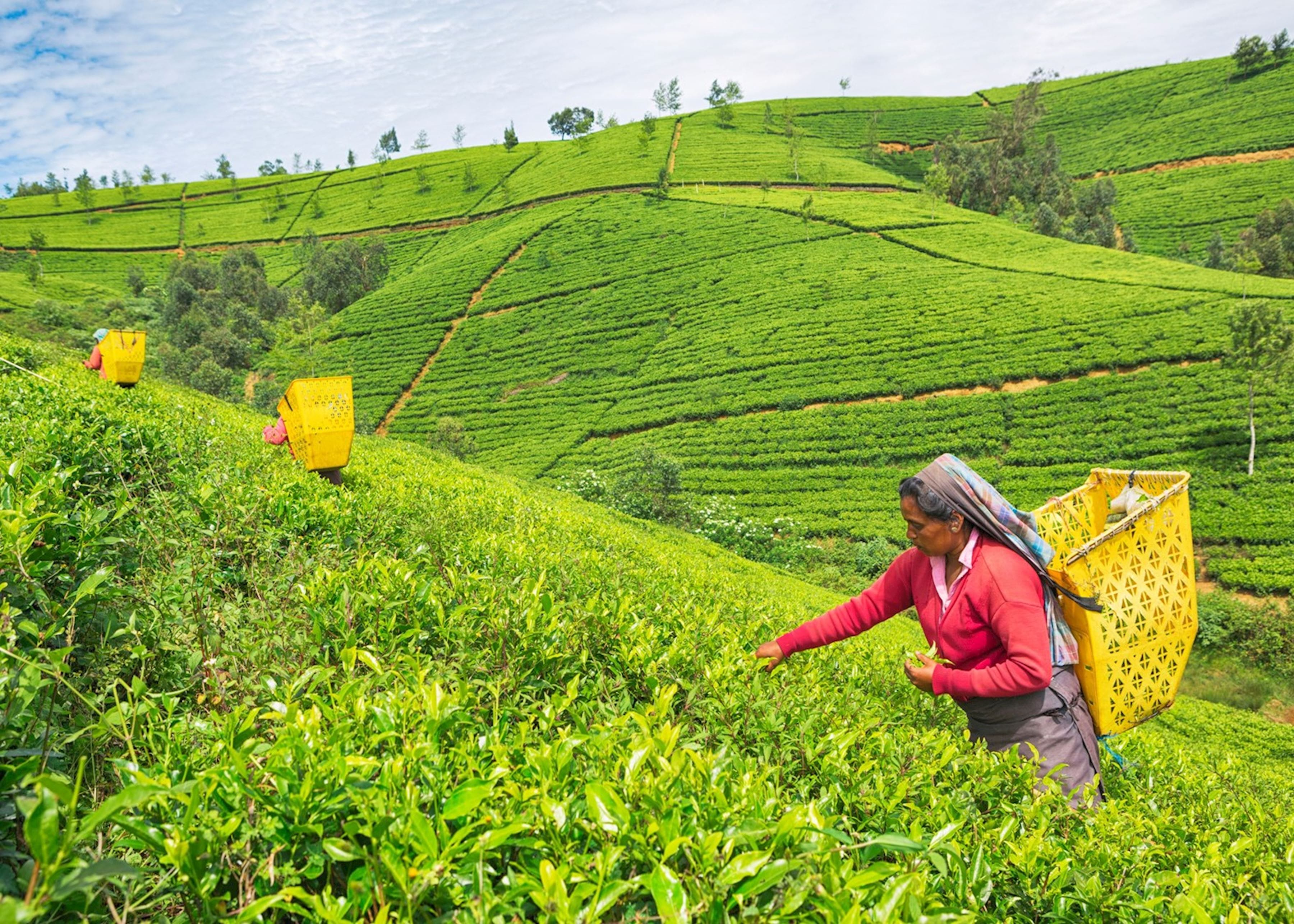 Tea Pluckers