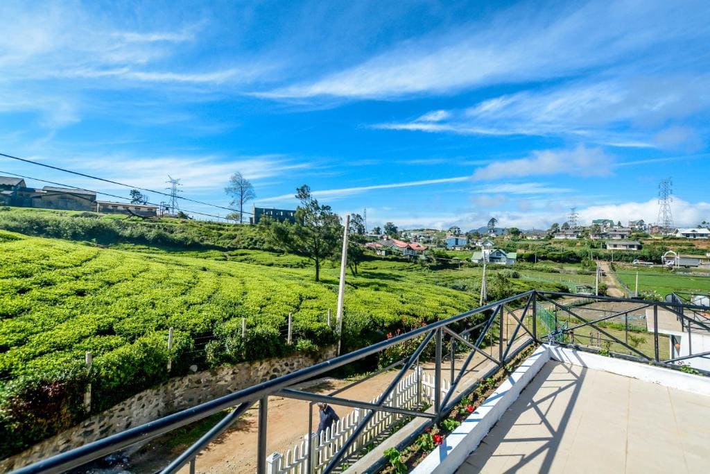 Tea Fields