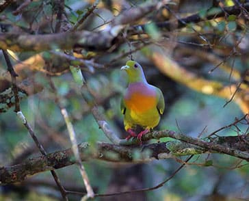 Orange-breasted Green Pigeon